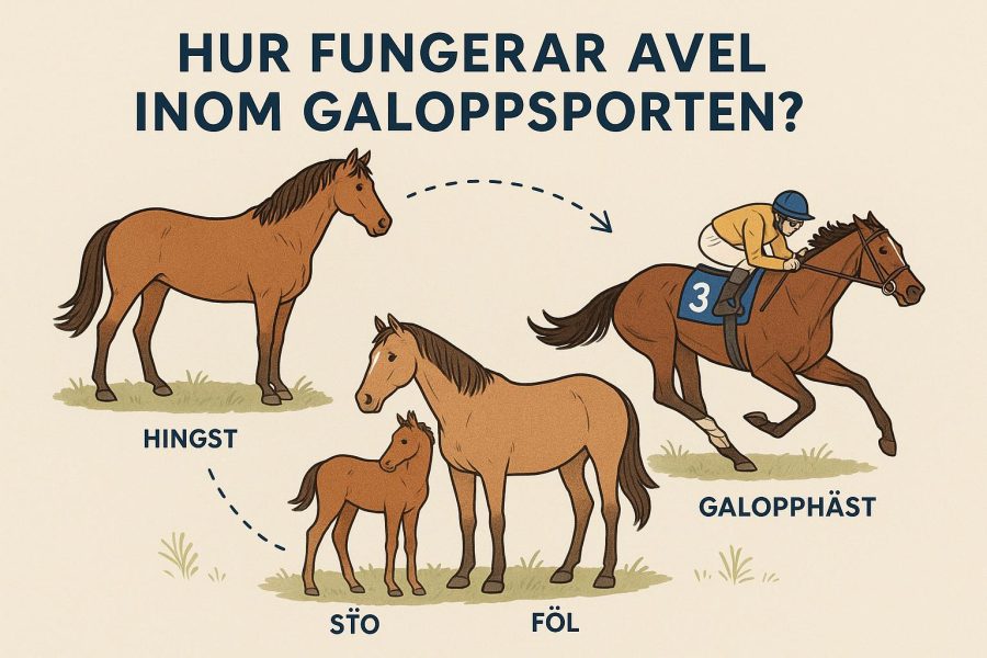 Hur fungerar avel inom galoppsporten?